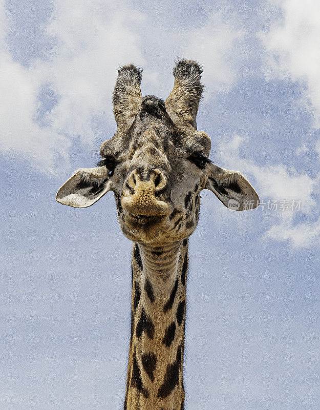 马赛长颈鹿(Giraffa camelopardalis tippelskirchi)，也被称为马赛长颈鹿或乞力马扎罗山长颈鹿，是最大的长颈鹿亚种和最高的陆地哺乳动物。肯尼亚马赛马拉国家保护区。的特写。